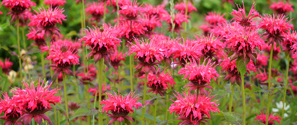 The Best Perennial Flowers for Zone 4